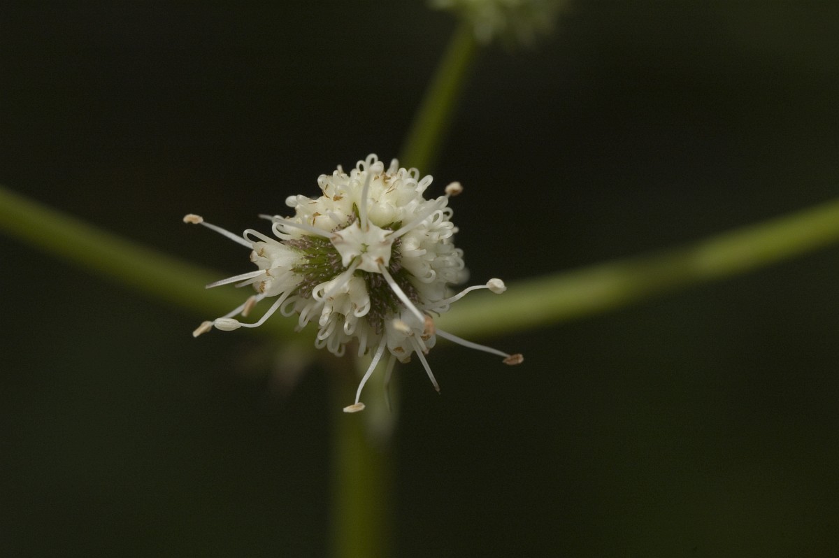 Sanicula europaea, Sanicle